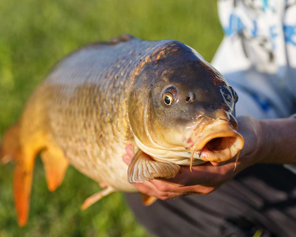 Fishing Club Preston