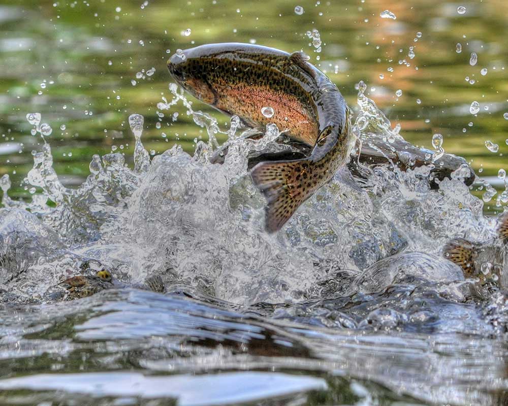 Fishing Club Preston