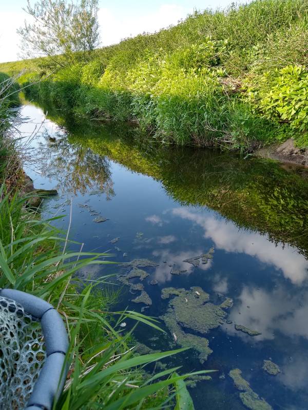 Lower Barton Brook (New draught) Main Photo